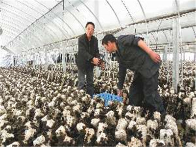 食用菌的遺傳、育種和栽培